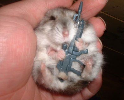622_armed-baby-hamster.jpg